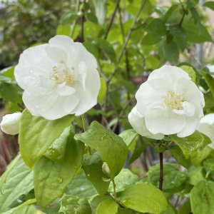 Philadelphus Virginal