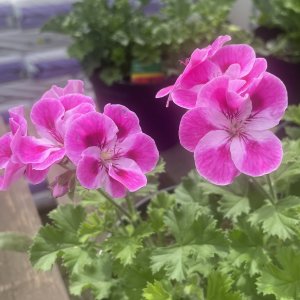 Regal Pelargonium