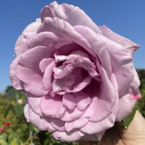 Rose Blue Moon
