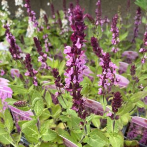 Salvia superba