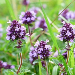 Thyme